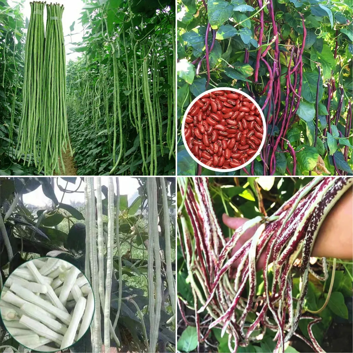 Wielokolorowe, wysokowydajne nasiona długiej cowpei