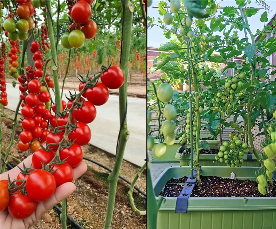 100% kiełkowalności – Nasiona pomidorów Waterfall – Wysoki plon🍅(200 nasion w opakowaniu)
