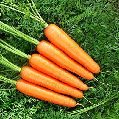 🥕 Nasiona Marchwi „Nantindo” – Słodka i Jednolita Marchew