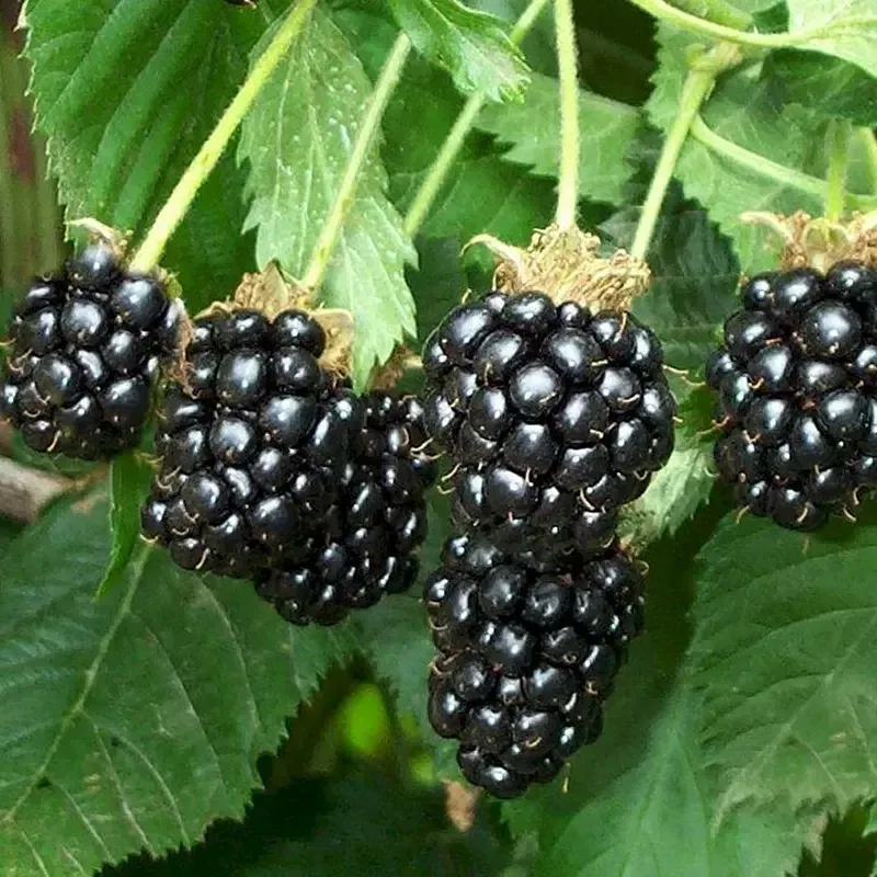 🍓 Nasiona całorocznych malin czerwonych i czarnych