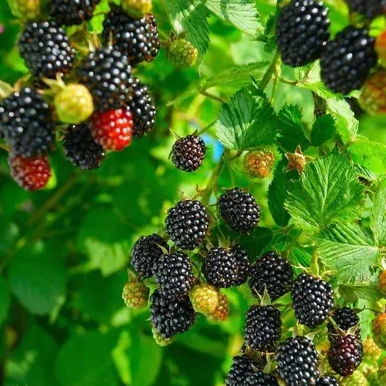 🍓 Nasiona całorocznych malin czerwonych i czarnych