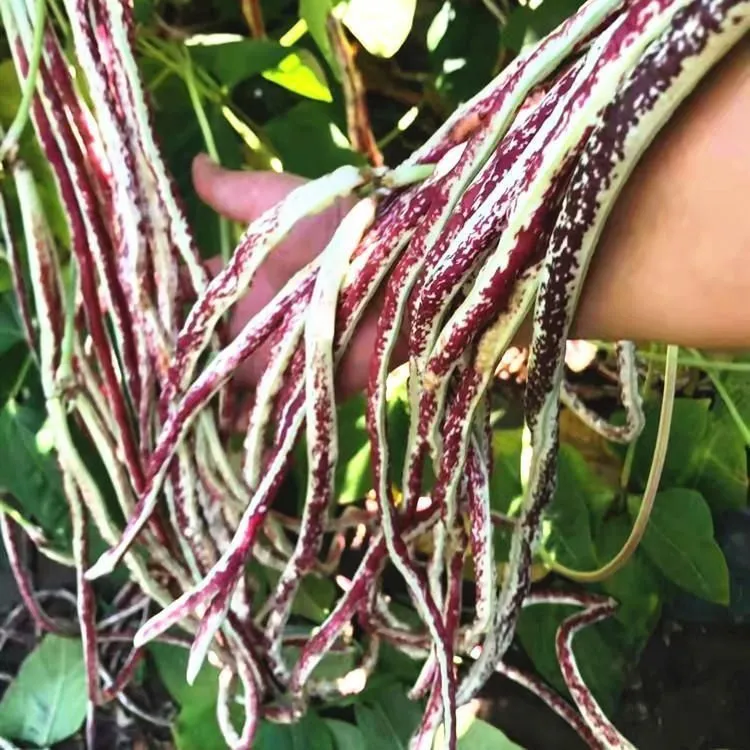 Wielokolorowe, wysokowydajne nasiona długiej cowpei