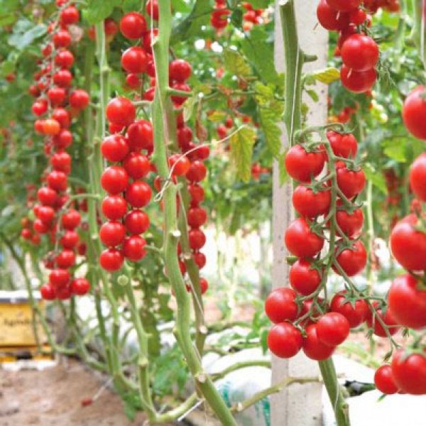 100% kiełkowalności – Nasiona pomidorów Waterfall – Wysoki plon🍅(200 nasion w opakowaniu)