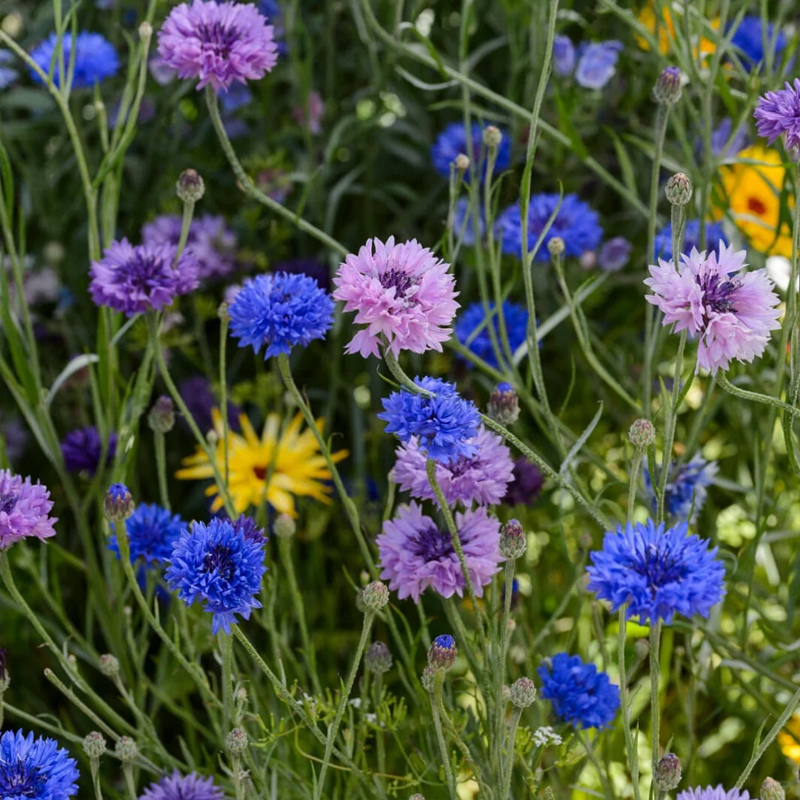 🌸Nasiona chabru błekitnego