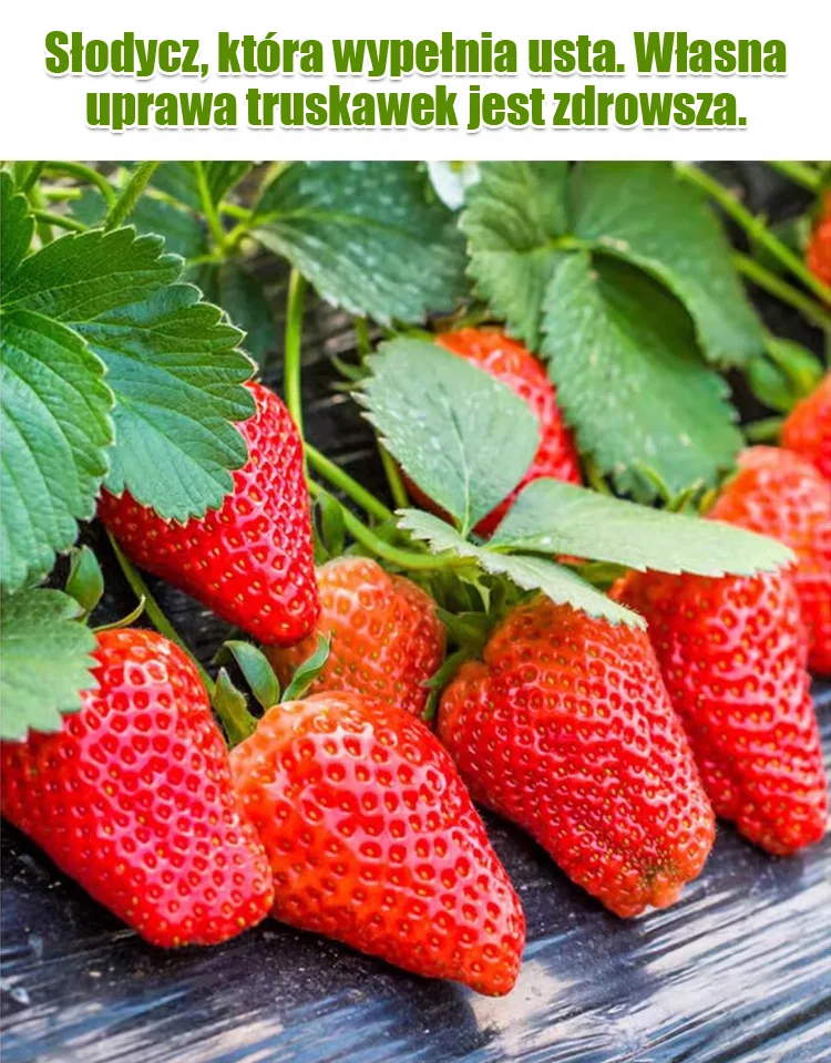 🍓Czterosezonowe nasiona truskawek śmietankowych