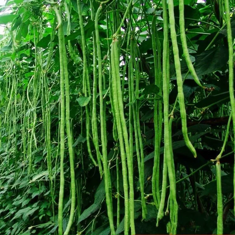 Wielokolorowe, wysokowydajne nasiona długiej cowpei