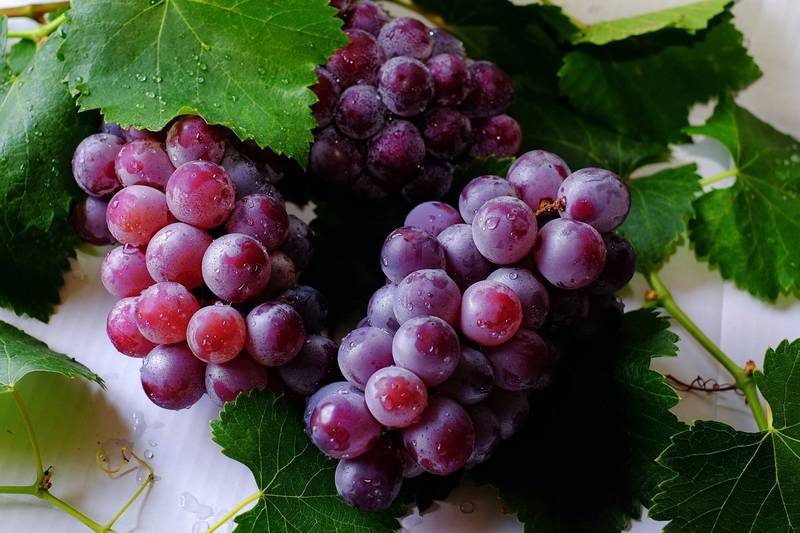 🍇Nasiona winorośli Queen Nina — wyhoduj smak królewskości w swoim ogrodzie!