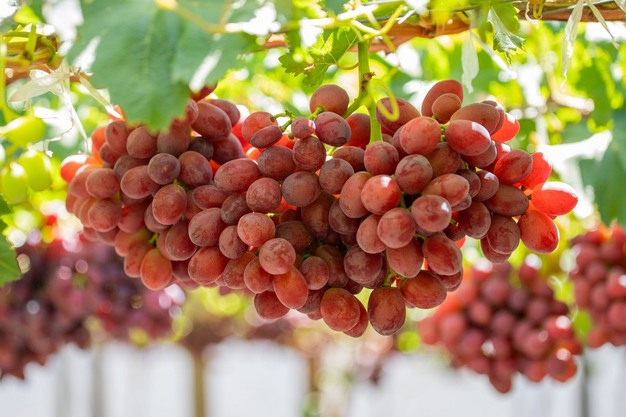 🍇Nasiona winorośli Queen Nina — wyhoduj smak królewskości w swoim ogrodzie!
