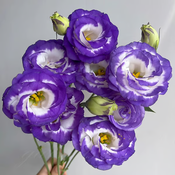 🌺 Nasiona Eustomy – Niskie Wymagania, Piękne Kwiaty 🌈