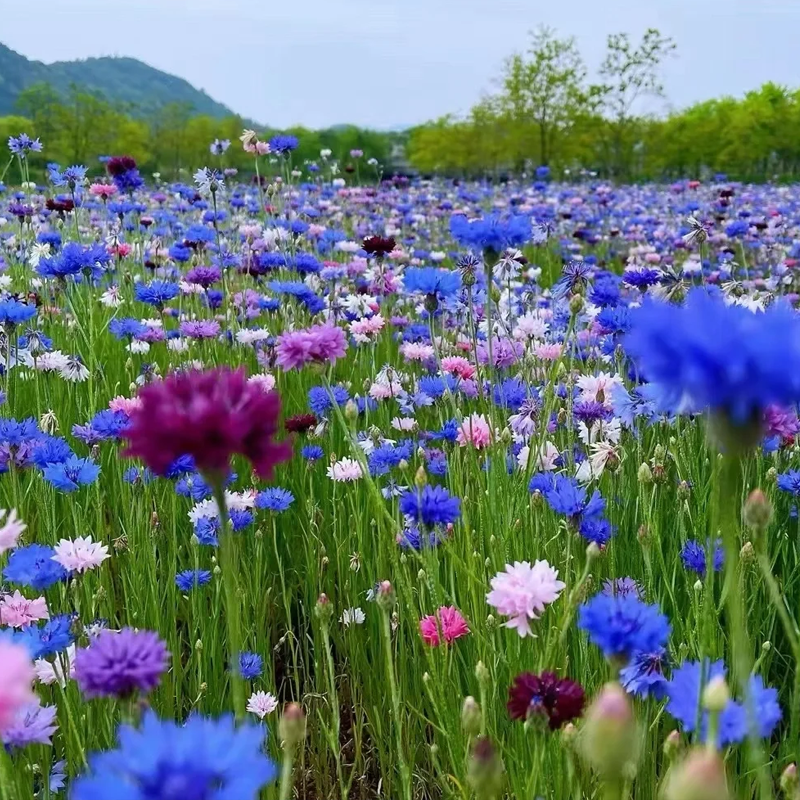 🌸Nasiona chabru błekitnego
