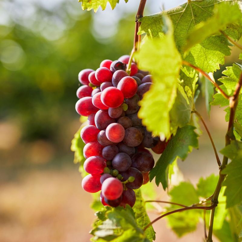 🍇Nasiona winorośli Queen Nina — wyhoduj smak królewskości w swoim ogrodzie!