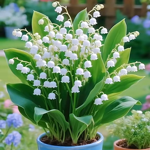 💐Lily of the Valley—Happiness Arrives