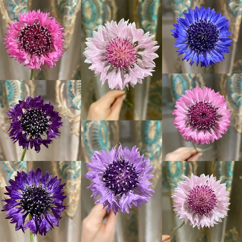 🌸Nasiona chabru błekitnego