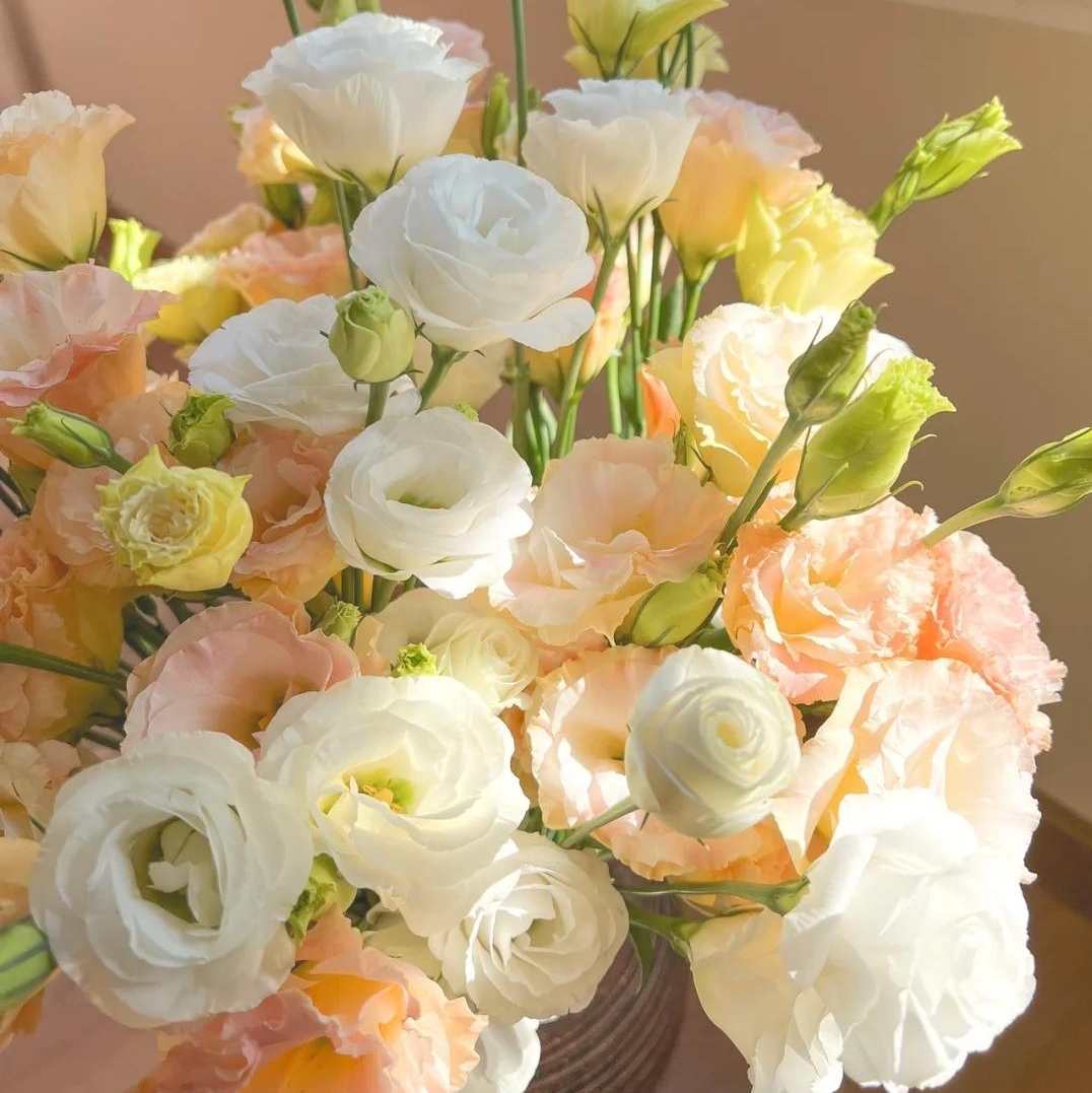 🌸 Eustoma — vylepšená růže