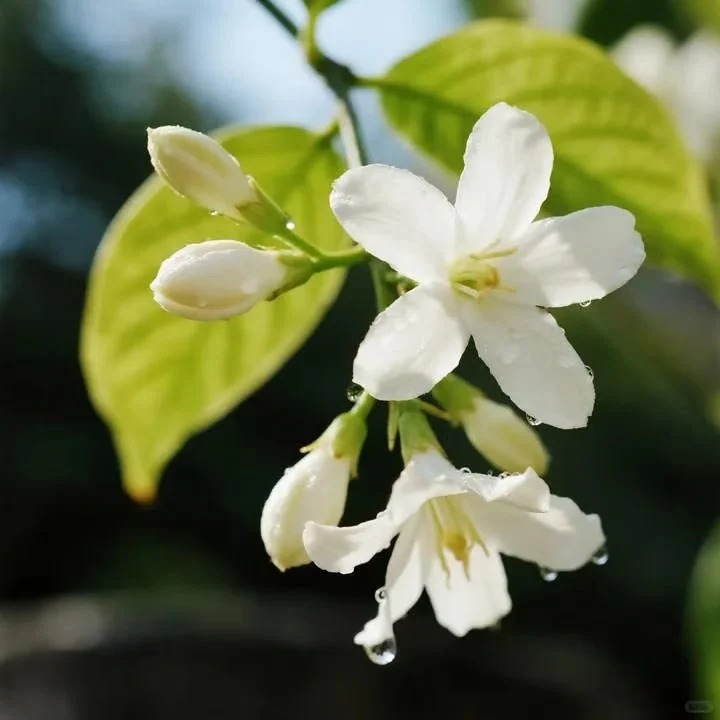 🌸 POSLEDNÍ DEN - 50% SLEVA 🌸 Dvojitý jasmín 🌿