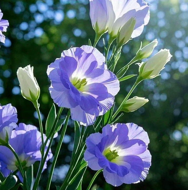 🌸 Eustoma — vylepšená růže