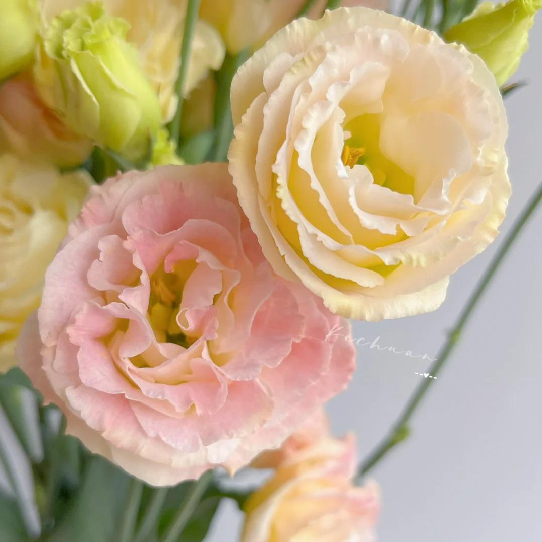 🌸 Eustoma — vylepšená růže