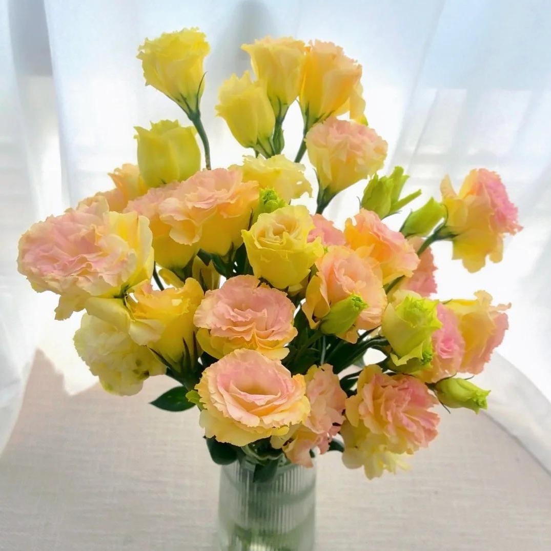 🌸 Eustoma — vylepšená růže