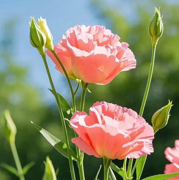 🌸 Eustoma — vylepšená růže