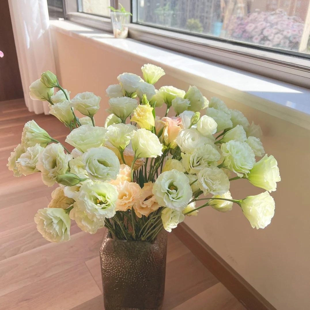 🌸 Eustoma — vylepšená růže