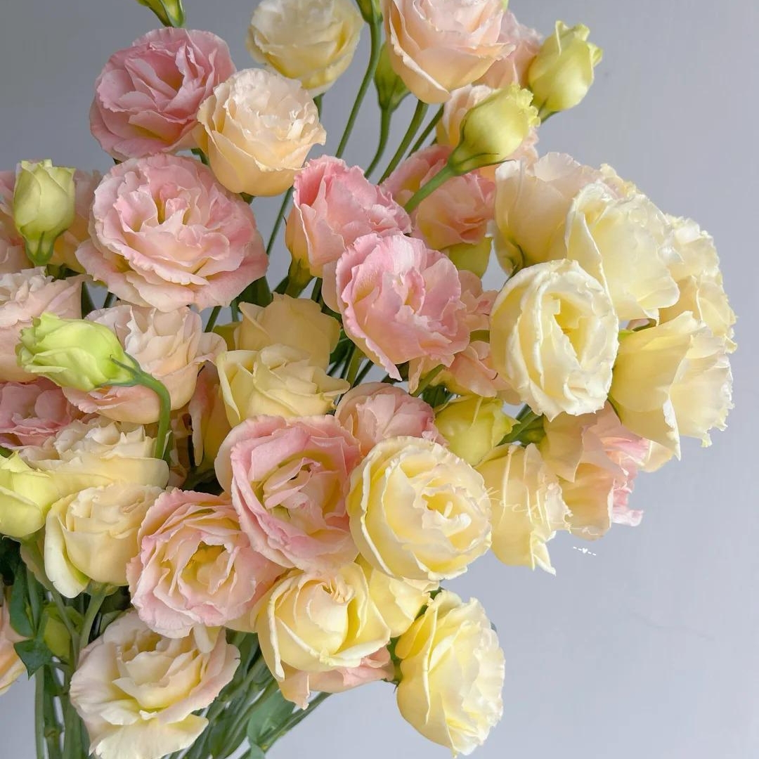 🌸 Eustoma — vylepšená růže