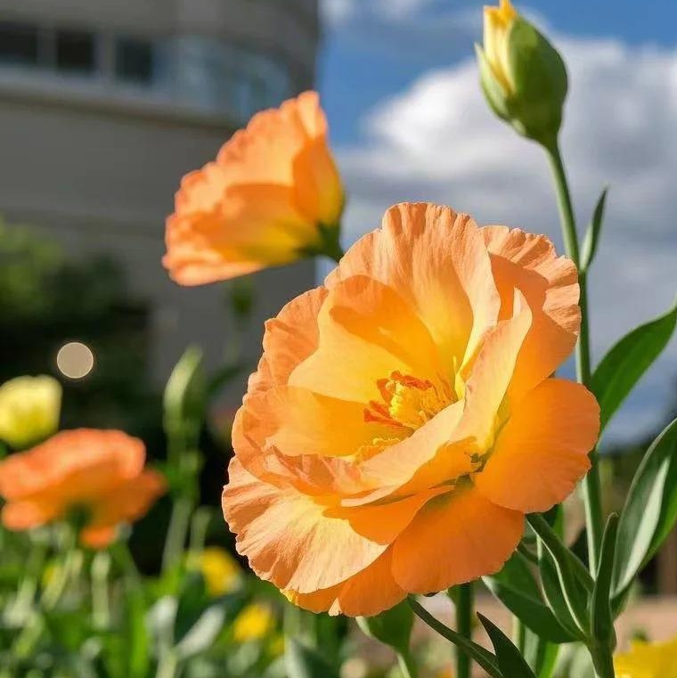 🌸 Eustoma — vylepšená růže