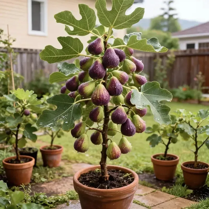 🔥Výprodej se slevou 50 %🔥 Semena fíkovníku Mission Fig (Ficus carica) – odolný, snadno pěstovatelný vytrvalý ovocný strom