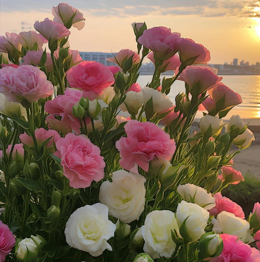🌸 Eustoma — vylepšená růže