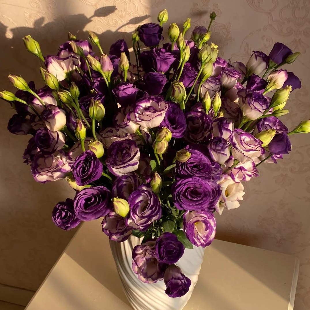 🌸 Eustoma — vylepšená růže