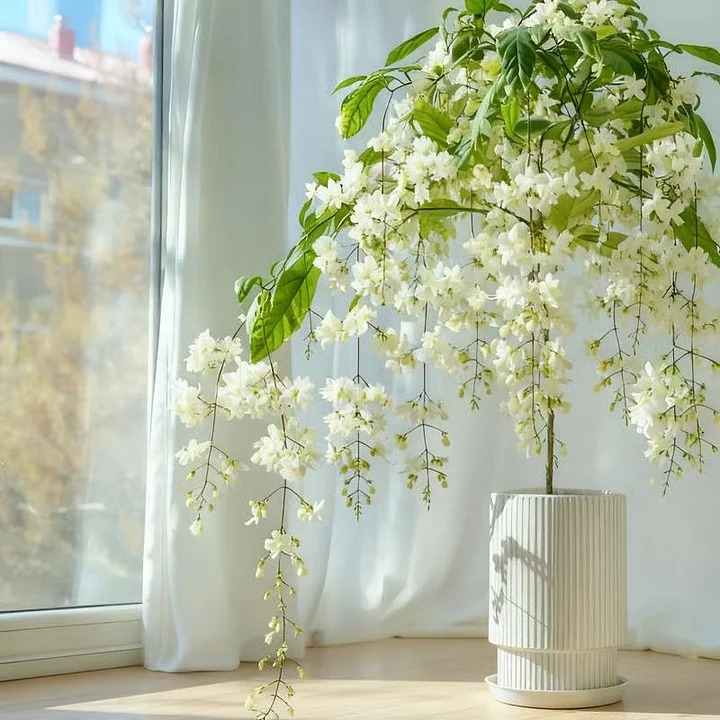 🌸 POSLEDNÍ DEN - 50% SLEVA 🌸 Dvojitý jasmín 🌿