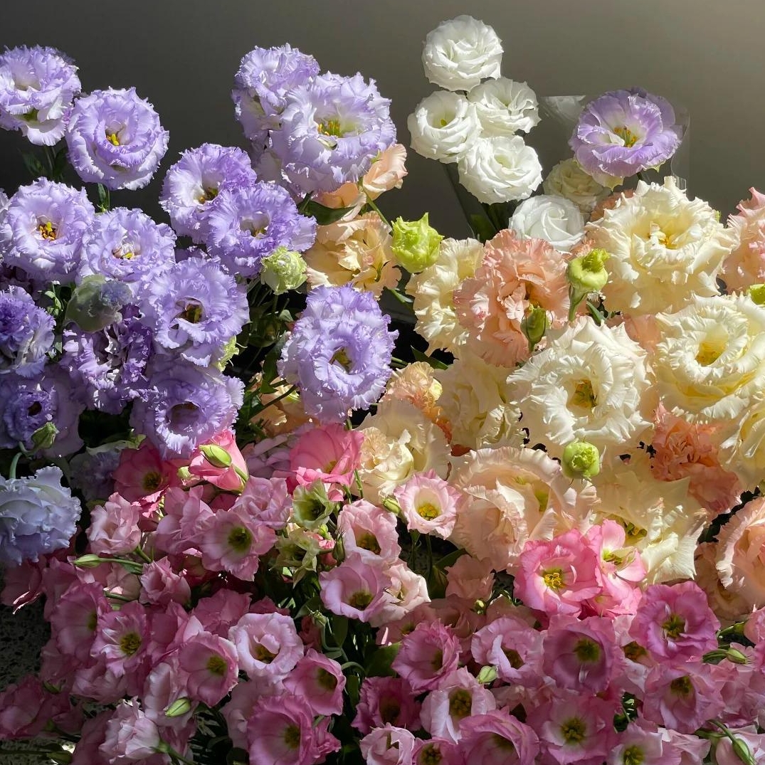 🌸 Eustoma — vylepšená růže