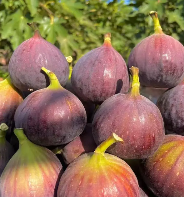 🔥Výprodej se slevou 50 %🔥 Semena fíkovníku Mission Fig (Ficus carica) – odolný, snadno pěstovatelný vytrvalý ovocný strom