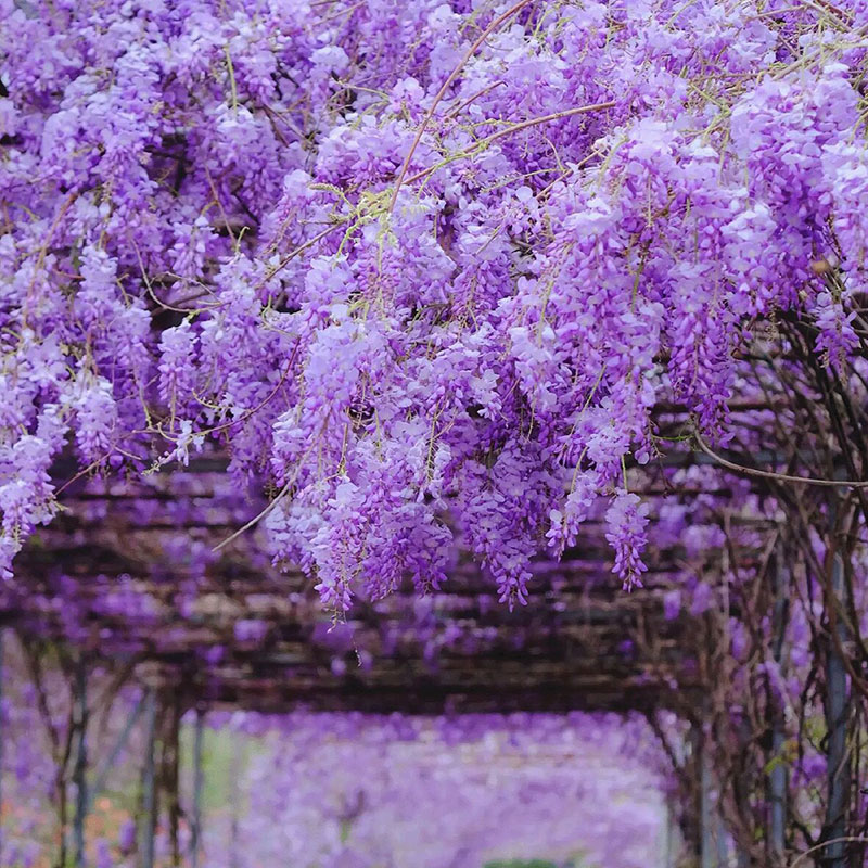💜Semínka vistárie modré nefritové