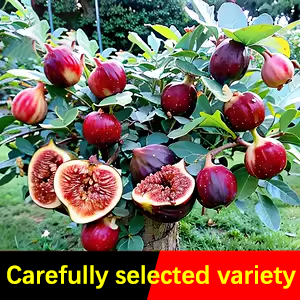 🍑Super Giant Fig Tree Seeds - The Sweetness of a Peach in Every Bite! 🌟-Plantjoyfarm-