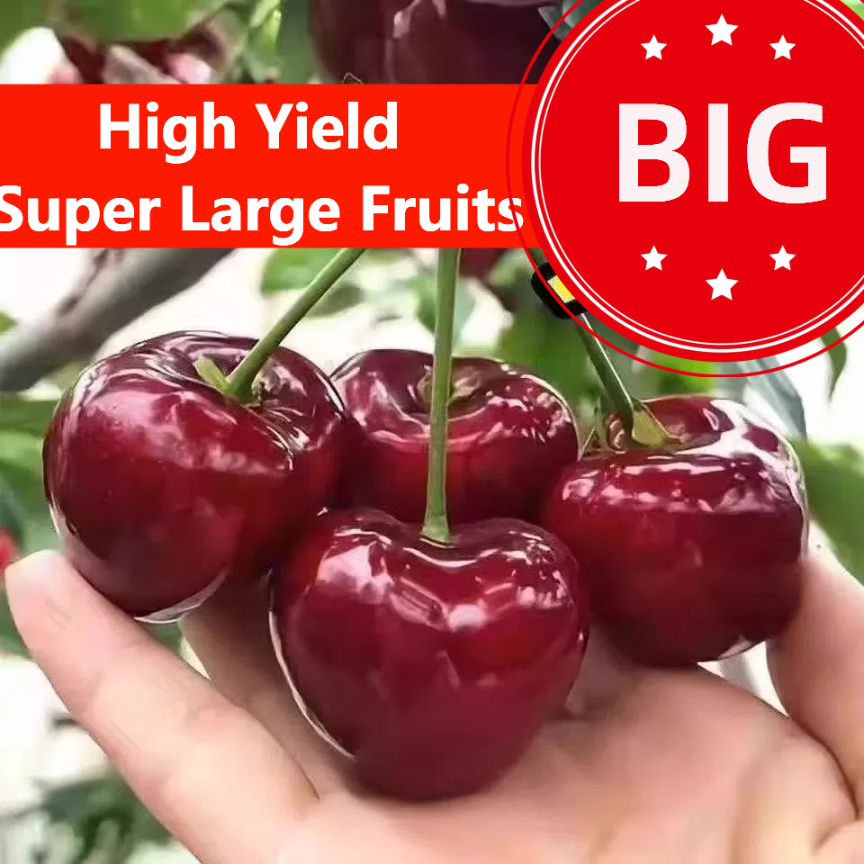 🍒Třešňový ráj – Sladká exploze chuti z vaší zahrady!