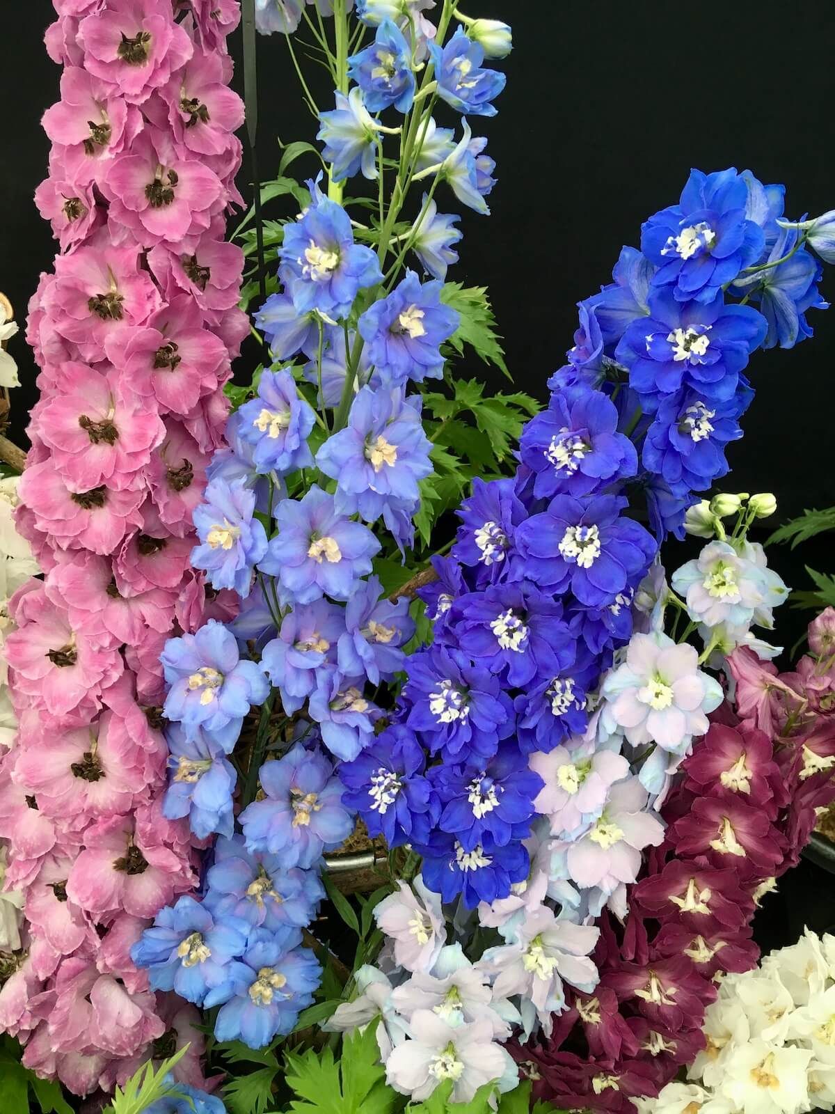 💐 Double Delphinium — Towering Spikes, Packed Petals