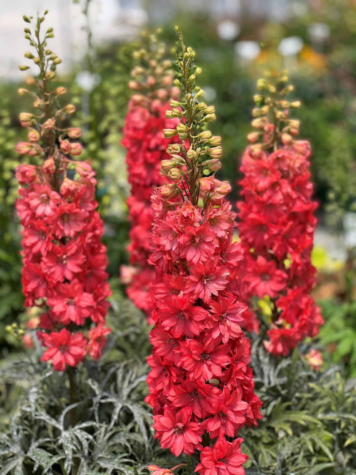 💐 Double Delphinium — Towering Spikes, Packed Petals
