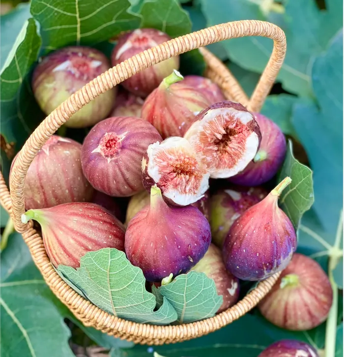 🍑Super Giant Fig Tree Seeds - The Sweetness of a Peach in Every Bite! 🌟-Plantjoyfarm-