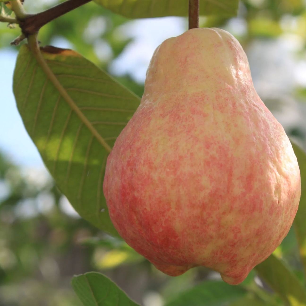 🍈 Semena z růžové guavy na výsadbu – Vhodná do květináčů, skleníků a otevřených zahrad 🍈