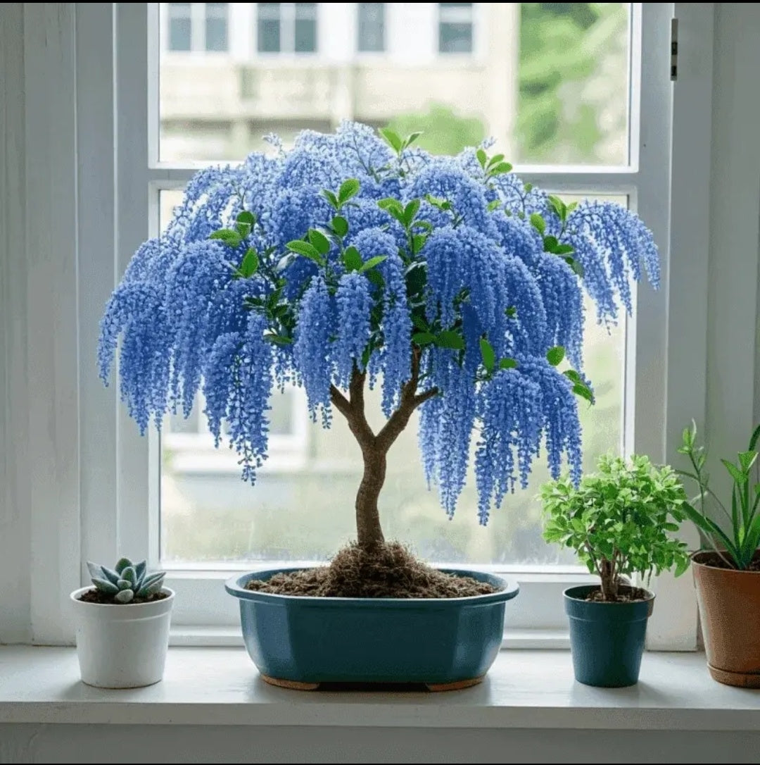 🏠🌳Dodejte prostoru barvu a vůni - střapcová semínka🍃