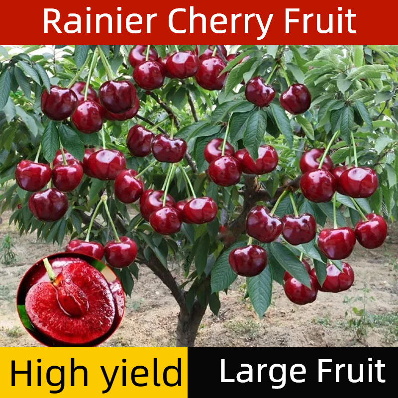 🍒Třešňový ráj – Sladká exploze chuti z vaší zahrady!