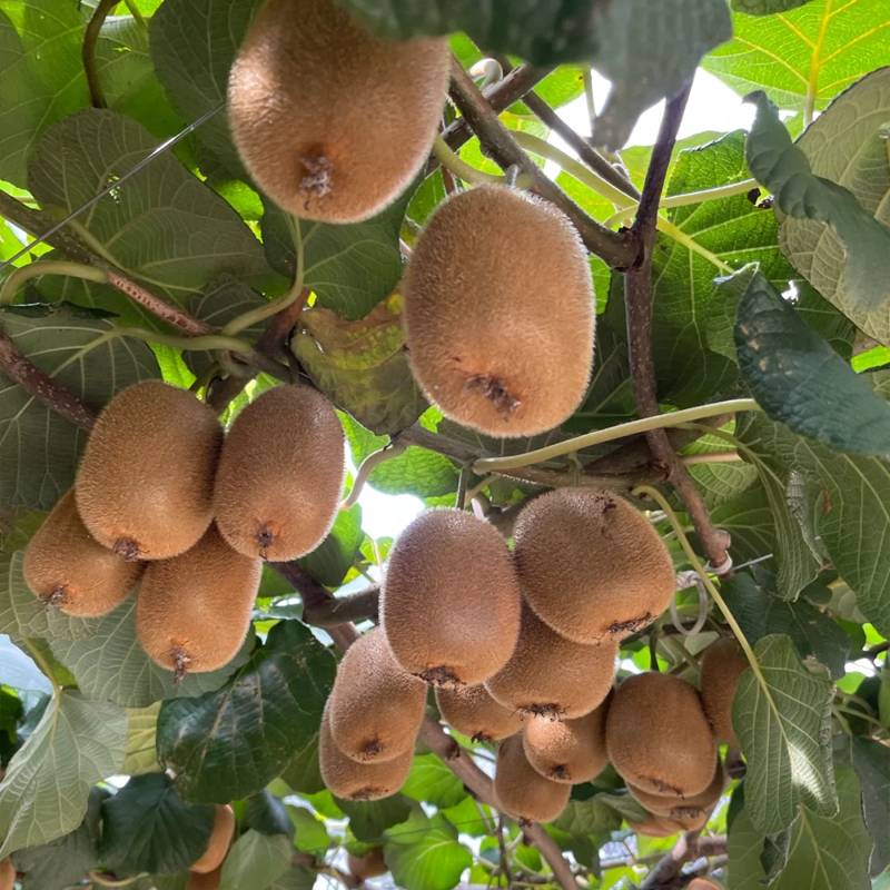 🥝Odolné kivi semená na sadenie – čerstvé, domáce kivi