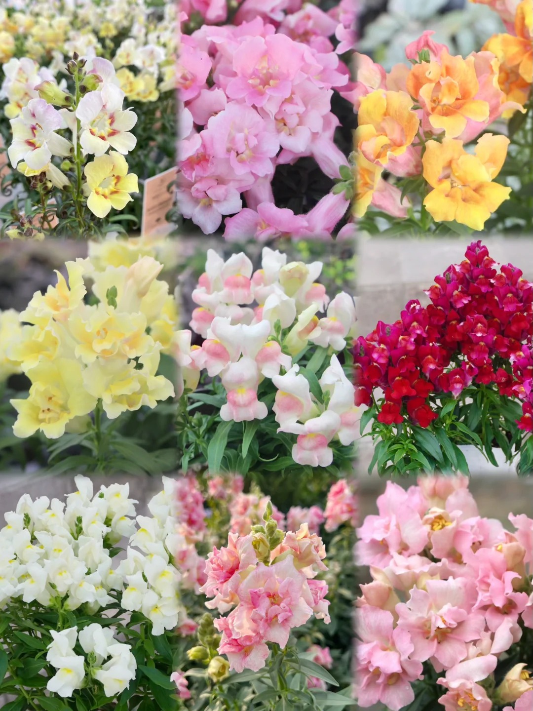 Garden Snapdragon Seeds