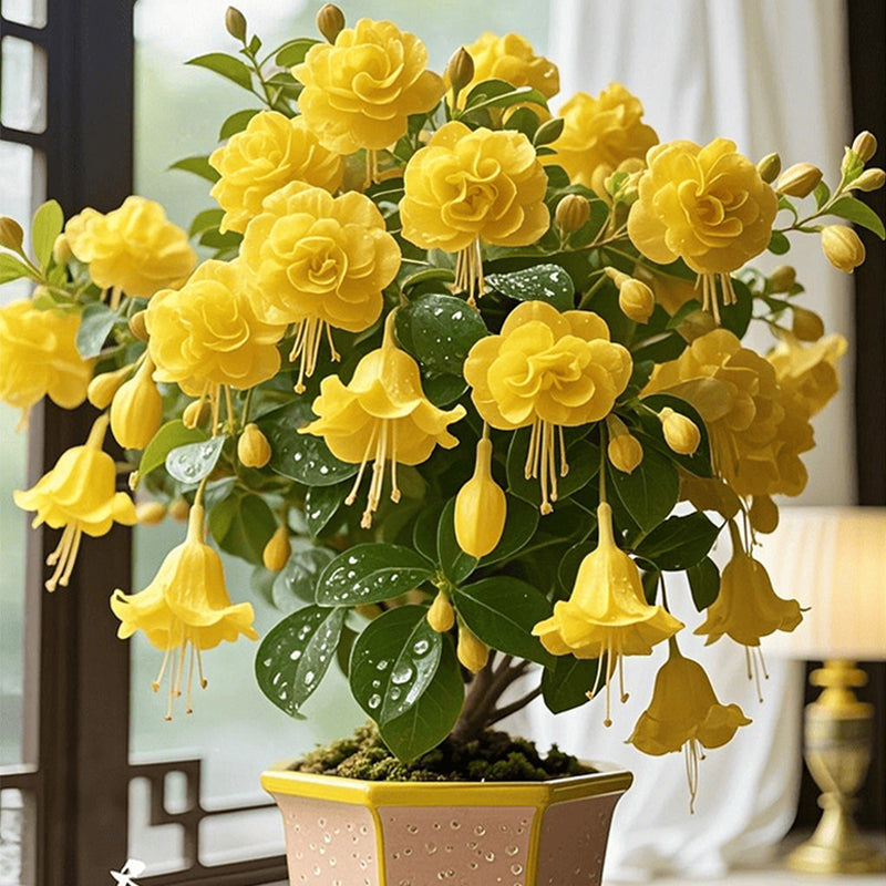 🌸 Dvojitá fuchsie – krásné kvetoucí rostliny milující stín