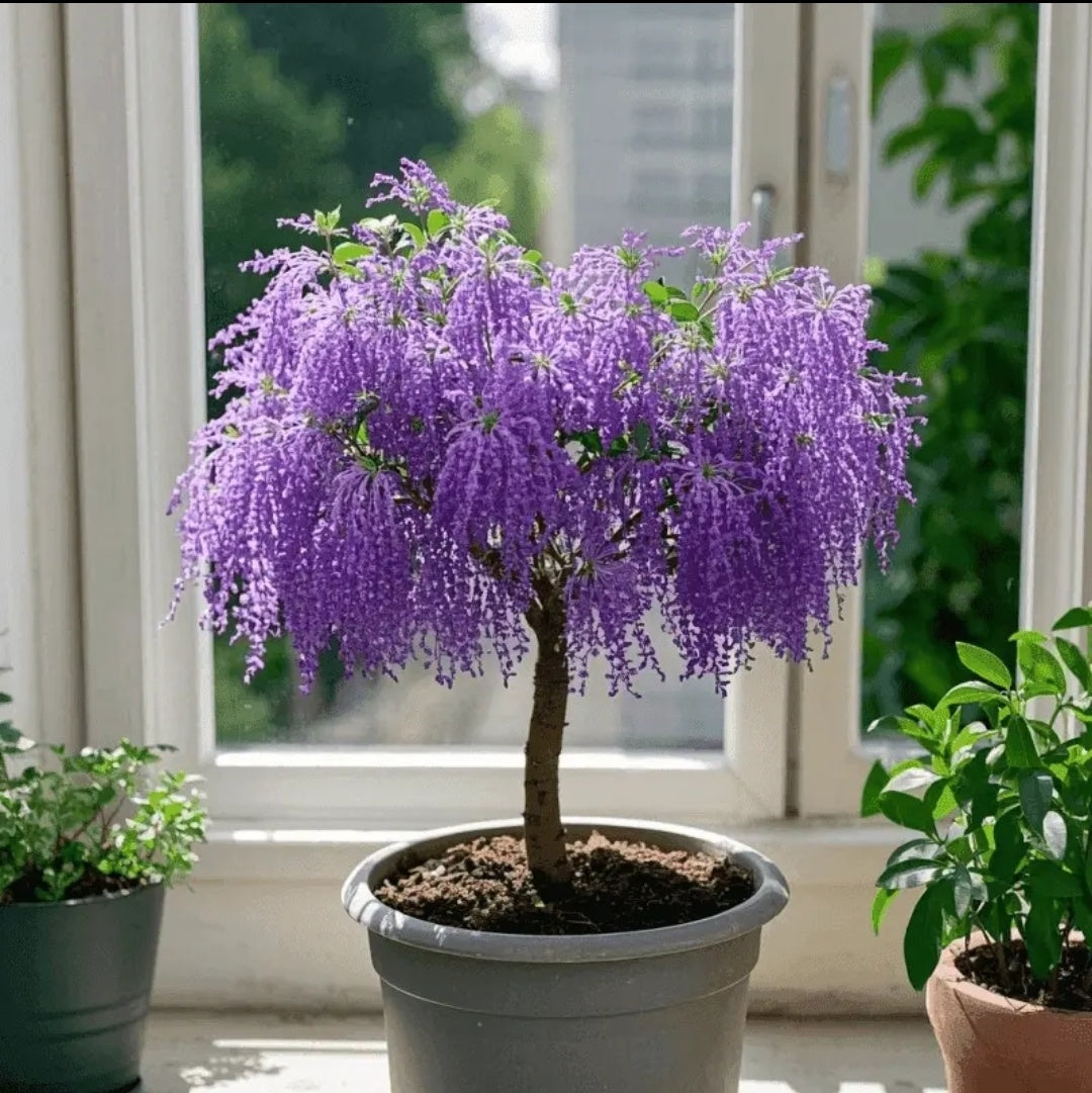 🏠🌳Dodejte prostoru barvu a vůni - střapcová semínka🍃