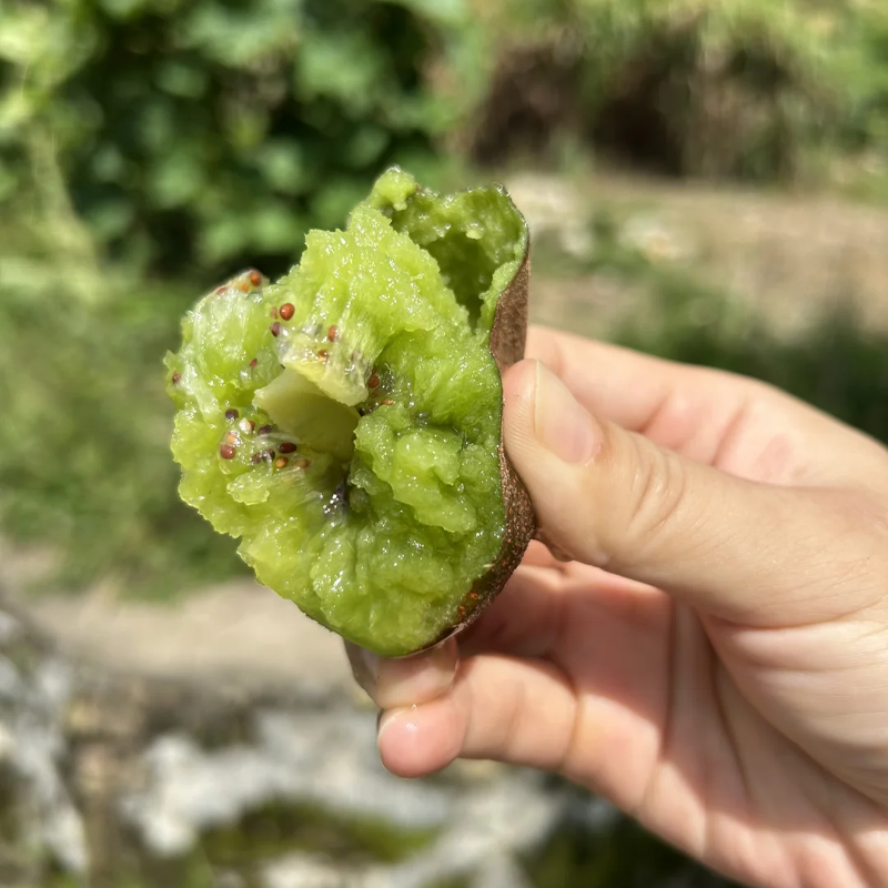 🥝Odolné kivi semená na sadenie – čerstvé, domáce kivi