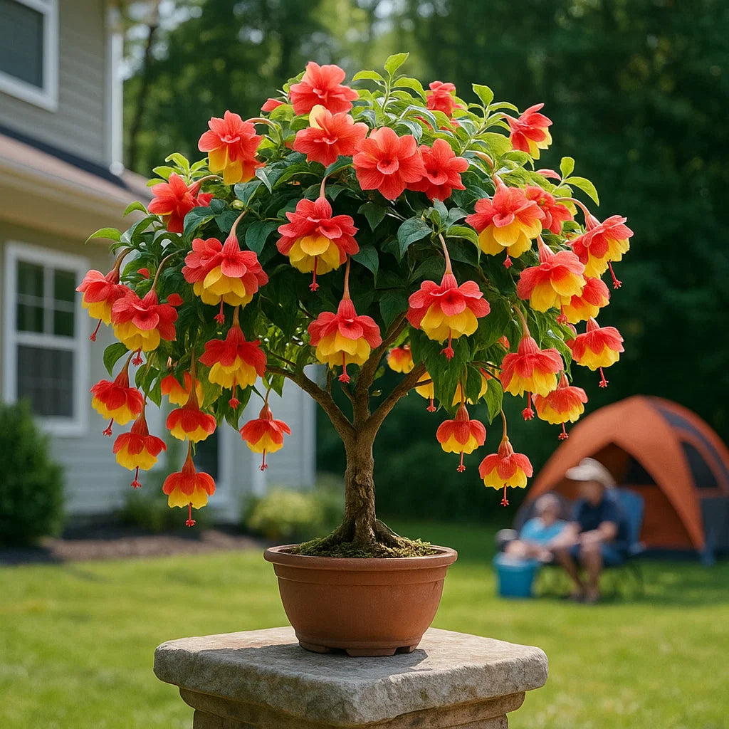 🌸 Dvojitá fuchsie – krásné kvetoucí rostliny milující stín