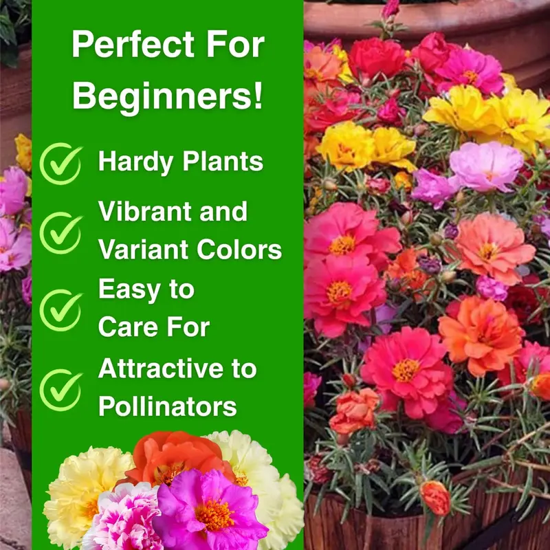 🌸 Portulaca Seeds - Double-Flowered Moss Rose