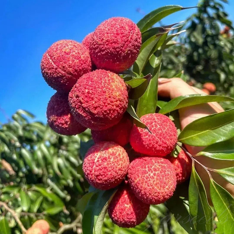 🍒Velká semínka liči – vypěstujte si exotickou sladkost doma ✨