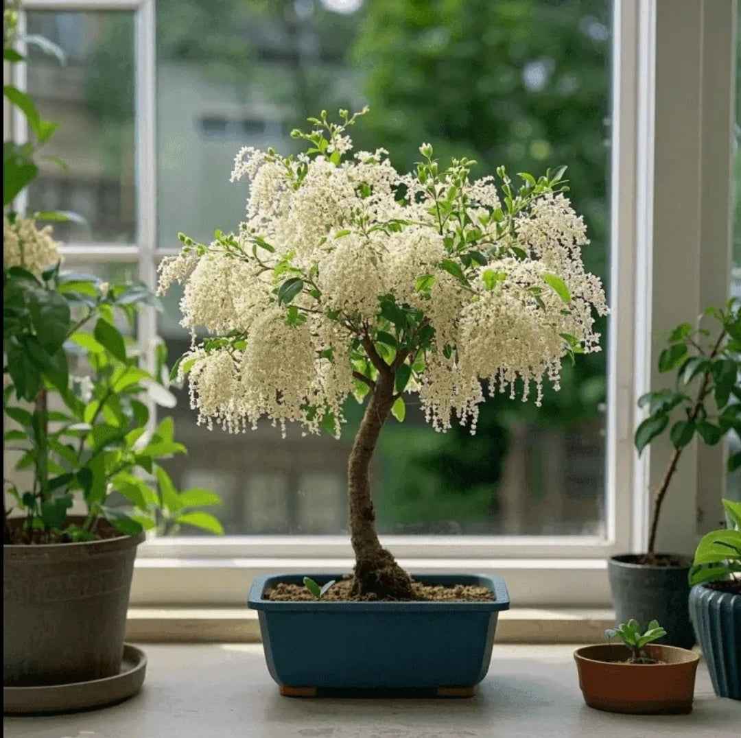 🏠🌳Dodejte prostoru barvu a vůni - střapcová semínka🍃